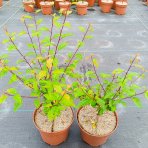 Mandľa trojlaločná (Prunus triloba)  ‘ROSEMUND’ – výška 30-40 cm, kont. C2L 